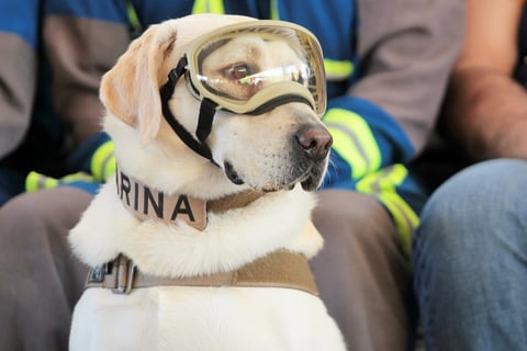 La labrador se convirtió en un símbolo de las acciones de rescate.