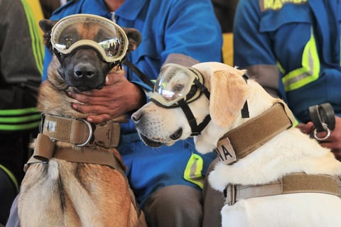 La perrita tiene nueve años de edad y ha participado en 53 rescates en estructuras colapsadas.
