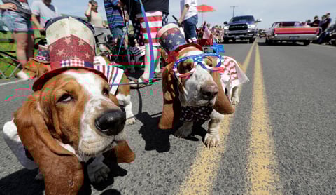 Fourth of July

Bassett Hounds owned by Jenny Neuburger take part in a Fourth of July parade, Thursday, July 4, 2019, in Johnson, Wash. The community parade, which draws thousands of people each year to the tiny farming community in Eastern Washington, has been an annual tradition since 1967. (AP Photo/Ted S. Warren)