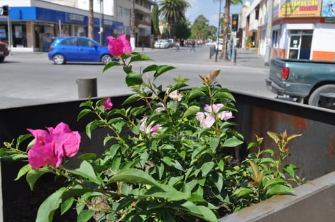 Con basura. Apenas dos macetas cuentan con flores, mientras que el resto se mantienen vacías desde hace meses, por lo que la gente arroja aquí todo tipo de desechos, como si fueran basureros.
