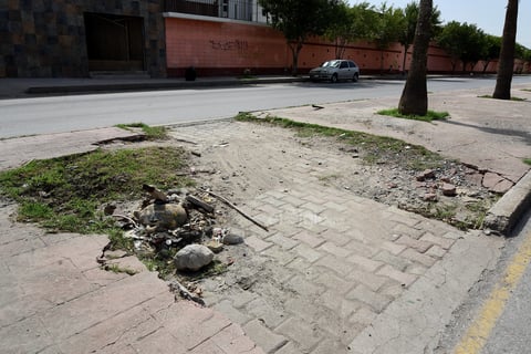 Deterioro. El recorrido central no solo se enfrenta a la muerte de varias palmas, sino tambien a la fractura de los adoquines que la conforman y en teoría la “embellecen”, siendo que los peatones podrían tropezar y sufrir lesiones ante la falta de mantenimiento.