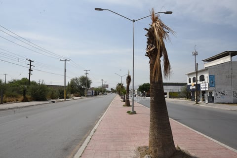 Secas. La vegetación de la vialidad se encuentra en mal estado. Varias de las palmas del lugar se hallan completamente secas.