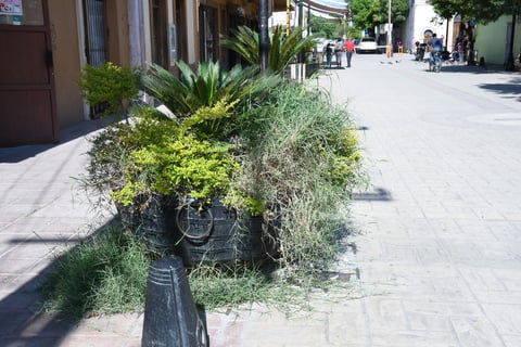 Sin mantenimiento. En algunos puntos, los maceteros se han visto rebasados por la vegetación que contienen, y además algunas de esas ramas se encuentran secas, por lo que solo dan un mal aspecto en el paseo peatonal del centro de ciudad Lerdo.
