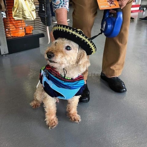 29092019 LINDA MASCOTA.  Lucas celebrando las fiestas patrias.