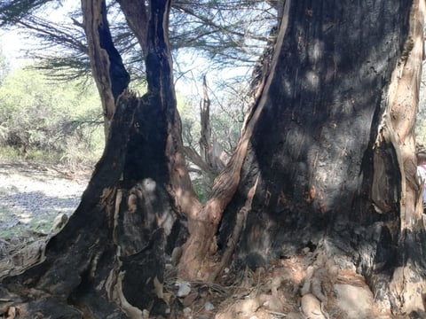 La huella desafortunada del hombre se puede ver en los árboles huecos por los incendios provocados por omisión o intencionalmente.