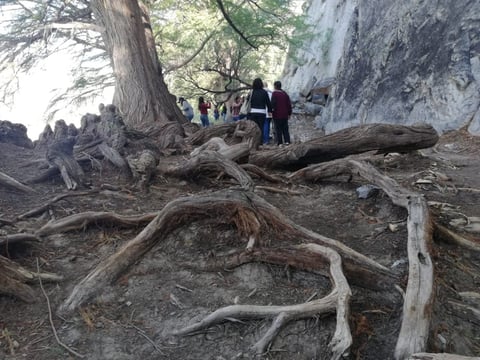 En el Bosque de Galería, los árboles están a un costado de las paredes de los cerros, lo que los protege de las avenidas y llegan a ser más longevos, esto se puede conocer por sus raíces. Hay un árbol de 1,300 años de antigüedad.