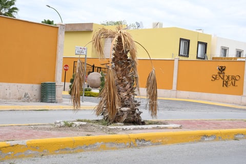 Sequía. Como consecuencia de la falta de riego, diversas plantas, entre ellas palmas principalmente, han perecido y dan un mal aspecto para todas las personas que circulan por la zona.