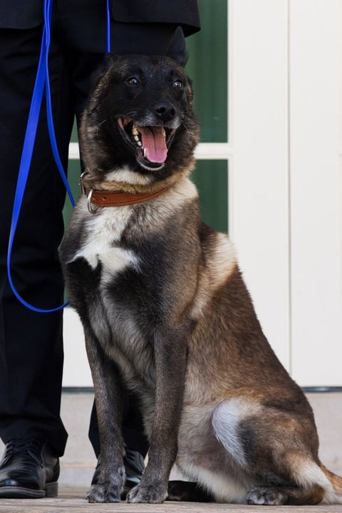 El can, una pastora belga Malinois, persiguió a Al Bagdadi por un túnel en un recinto situado en el noroeste de Siria hasta que el cabecilla del EI se vio acorralado y sin opciones de salir vivo.