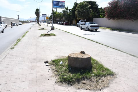 Talados. Algunas palmas que fueron taladas desde hace tiempo continúan presentes con sus troncos sobre el camellón central.