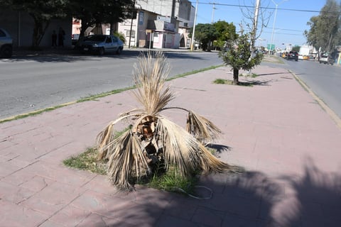Secas. La vegetación que en su momento no fue talada, no fue regada y es afectada por las condiciones de la región, de forma tal que las plantas ahí ubicadas han muerto como consecuencia.