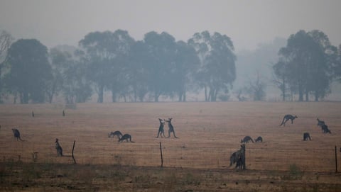 Más de 200 fuegos seguían activos y las alertas de peligro extremo continúan
