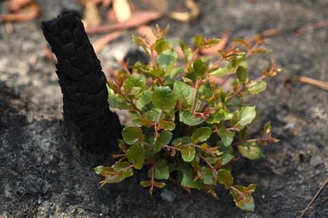 Tras los incendios forestales han arrasado con aproximadamente 10.7 millones de hectáreas