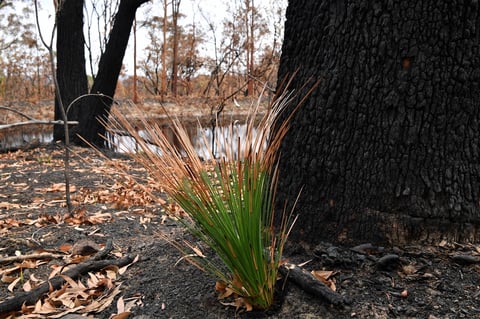 Tras los incendios forestales han arrasado con aproximadamente 10.7 millones de hectáreas