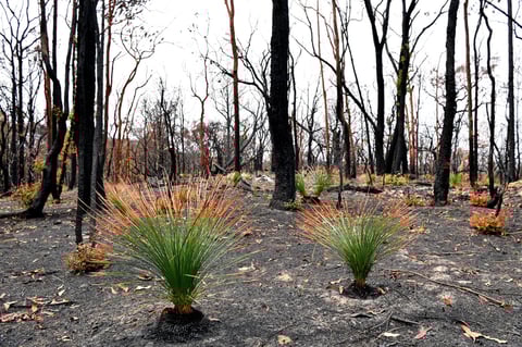 Tras los incendios forestales han arrasado con aproximadamente 10.7 millones de hectáreas