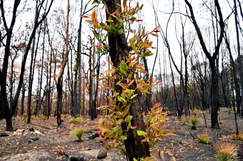 Tras los incendios forestales han arrasado con aproximadamente 10.7 millones de hectáreas