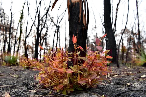 Tras los incendios forestales han arrasado con aproximadamente 10.7 millones de hectáreas