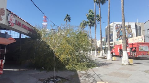 Un árbol cayó en la vialidad.