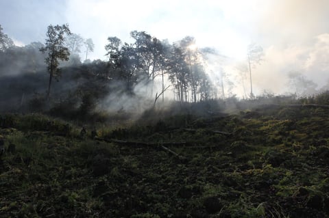 Destruyen 2 mdp de amapola en Durango