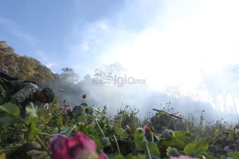 Destruyen 2 mdp de amapola en Durango