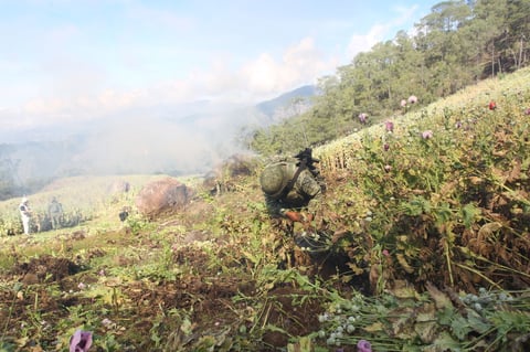 Destruyen 2 mdp de amapola en Durango