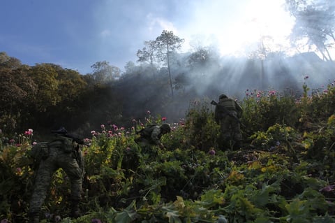 Destruyen 2 mdp de amapola en Durango