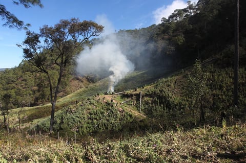 Destruyen 2 mdp de amapola en Durango