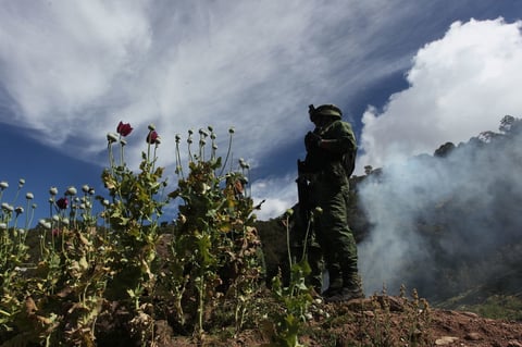 Destruyen 2 mdp de amapola en Durango