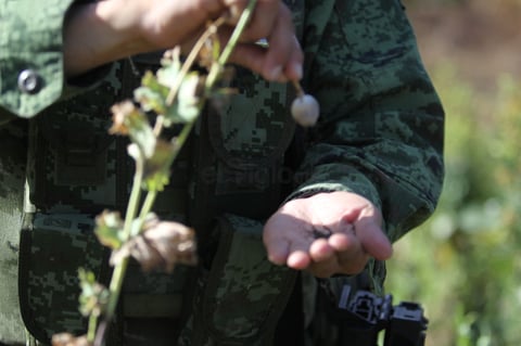 Precisó que el plantío se localizó a 120 kilómetros de la capital de Durango, aproximadamente a 42 kilometros de la cabecera del municipio de Pueblo Nuevo.
