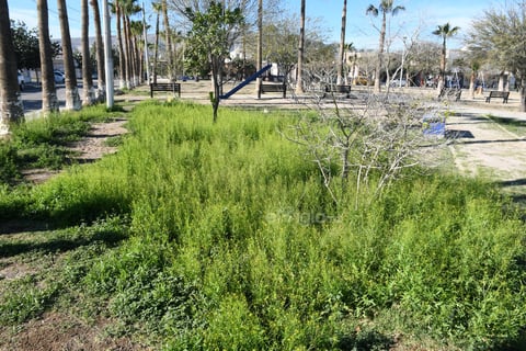La maleza crecida es de lo poco verde que se puede apreciar; su tamaño llega a rebasar a los árboles nacientes. El mantenimiento por parte de Parques y Jardines es ausente.