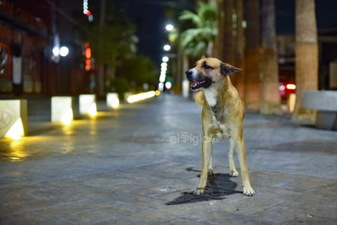 La avenida Morelos, el distrito Colón y los alrededores, se observaron sin visitantes, quienes se resguardaron en sus viviendas para evitar contagios. En la zona se observó paseando una mascota sin su dueño.