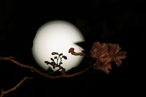 Luna rosa de abril