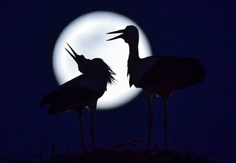 Luna rosa de abril