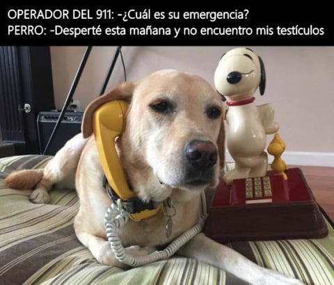 Celebran el Día del Veterinario con humor y memes