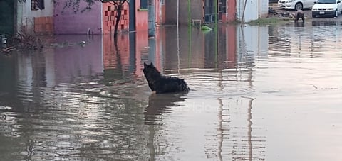 Fuerte chubasco sorprende a la región lagunera