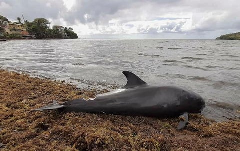 Los vecinos de la costa sudeste de Mauricio encontraron hoy, jueves, otros siete delfines muertos, que sumados a los 18 delfines y marsopas hallados ayer, eleva la cifra de mamíferos marinos fallecidos a 25 tras el desastre ecológico que causó el derrame de combustible del buque MV Wakashio.