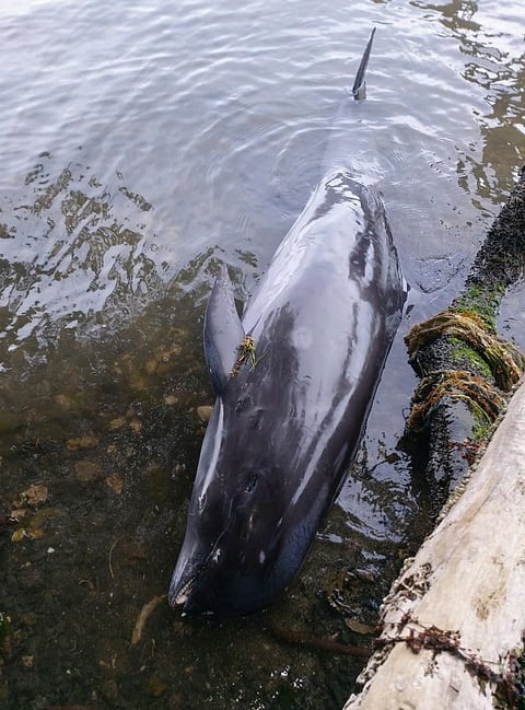 Los cadáveres recogidos ayer han sido enviados al Instituto Oceanográfico de Mauricio para determinar las causas de la muerte, que muchos activistas y expertos medioambientales relacionan con el vertido de petróleo del granelero japonés MV Wakashio, de bandera panameña, que embarrancó el pasado 25 de julio en los arrecifes de Pointe-d'Esny.