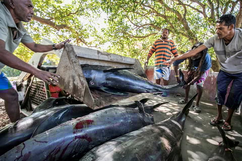 'Se debe, sin duda, a la toxicidad del agua', alegó el jueves el oceanógrafo Vassen Kauppaymuthoo, en declaraciones al diario local Le Mauricien.