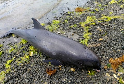 Kauppaymuthoo señaló que los hallazgos son 'solo el comienzo' de las consecuencias que va a dejar. 'Los productos tóxicos que han contaminado el mar son un veneno muy poderoso. Es probable que haya varios efectos a largo plazo para toda la biodiversidad marina'.