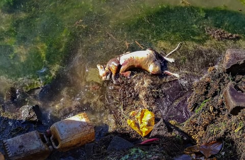 Sin embargo, las autoridades mauricianas alegan que 'no hay traza de hidrocarburos en ellos o en su sistema respiratorio por el momento', según los resultados iniciales.