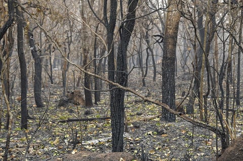 Incendios consumen la Amazonía brasileña