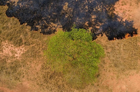 Incendios consumen la Amazonía brasileña