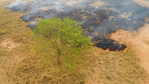 Incendios consumen la Amazonía brasileña