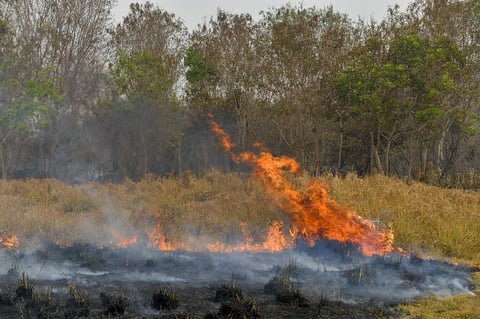 Incendios consumen la Amazonía brasileña