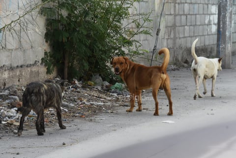 Peligro. Además de ser un foco de infección, la acumulación de desperdicios genera la concentración de animales callejeros, un peligro constante.