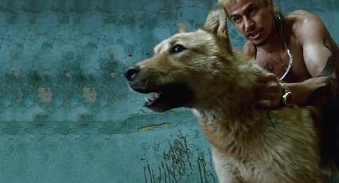 Amores Perros 