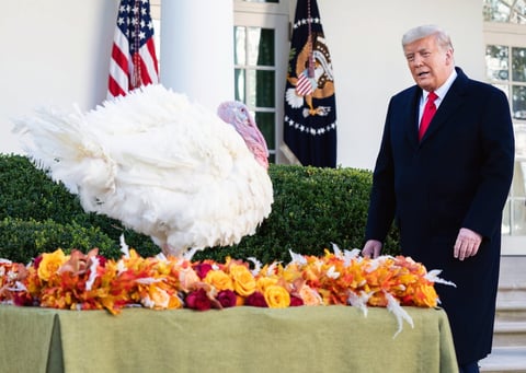 Trump cumple con la tradición de indultar al pavo de 'Acción de Gracias'