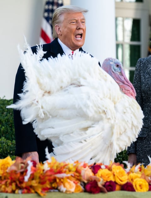 Trump cumple con la tradición de indultar al pavo de 'Acción de Gracias'