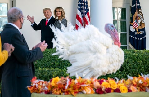 Trump cumple con la tradición de indultar al pavo de 'Acción de Gracias'