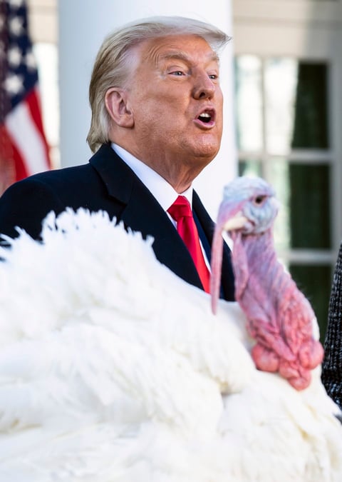 Trump cumple con la tradición de indultar al pavo de 'Acción de Gracias'