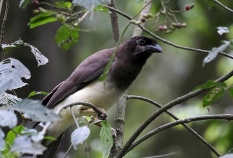 Costa Rica crea los Parques Naturales Urbanos para impulsar ciudades verdes